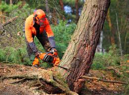 Best Utility Line Clearance  in Landing, NJ