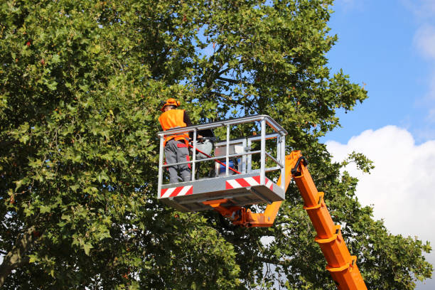 Trusted Landing, NJ Tree Removal Experts