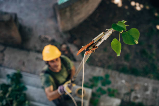 Best Emergency Tree Removal  in Landing, NJ