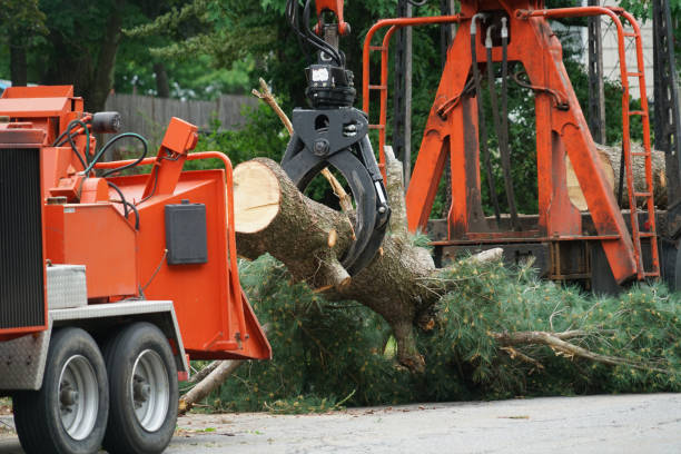 How Our Tree Care Process Works  in  Landing, NJ