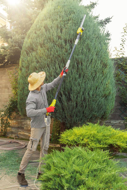Best Stump Grinding and Removal  in Landing, NJ