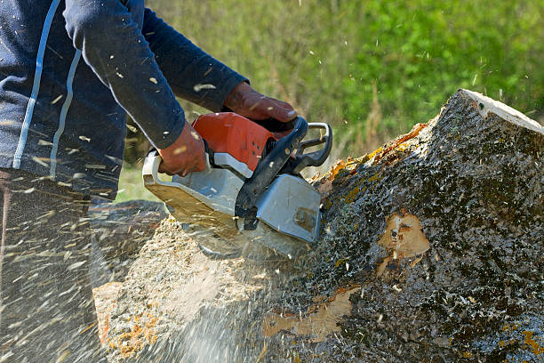 Best Soil Testing and Treatment  in Landing, NJ