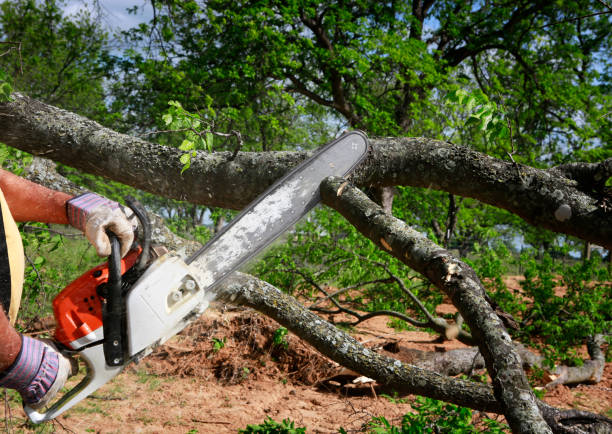 Best Tree Preservation Services  in Landing, NJ